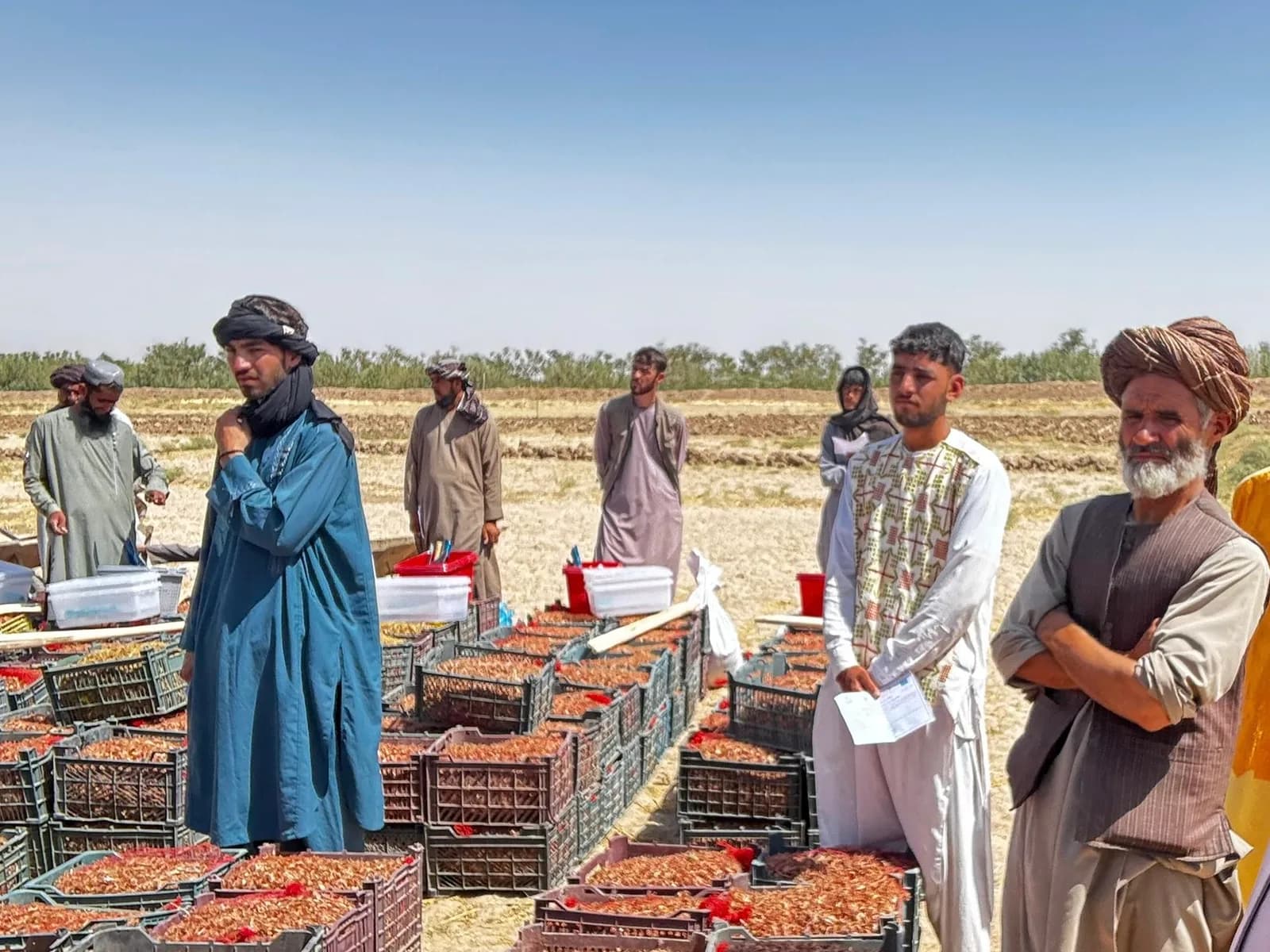 Growers waiting with crates of freshly picked saffron flowers at a Consortium collection point