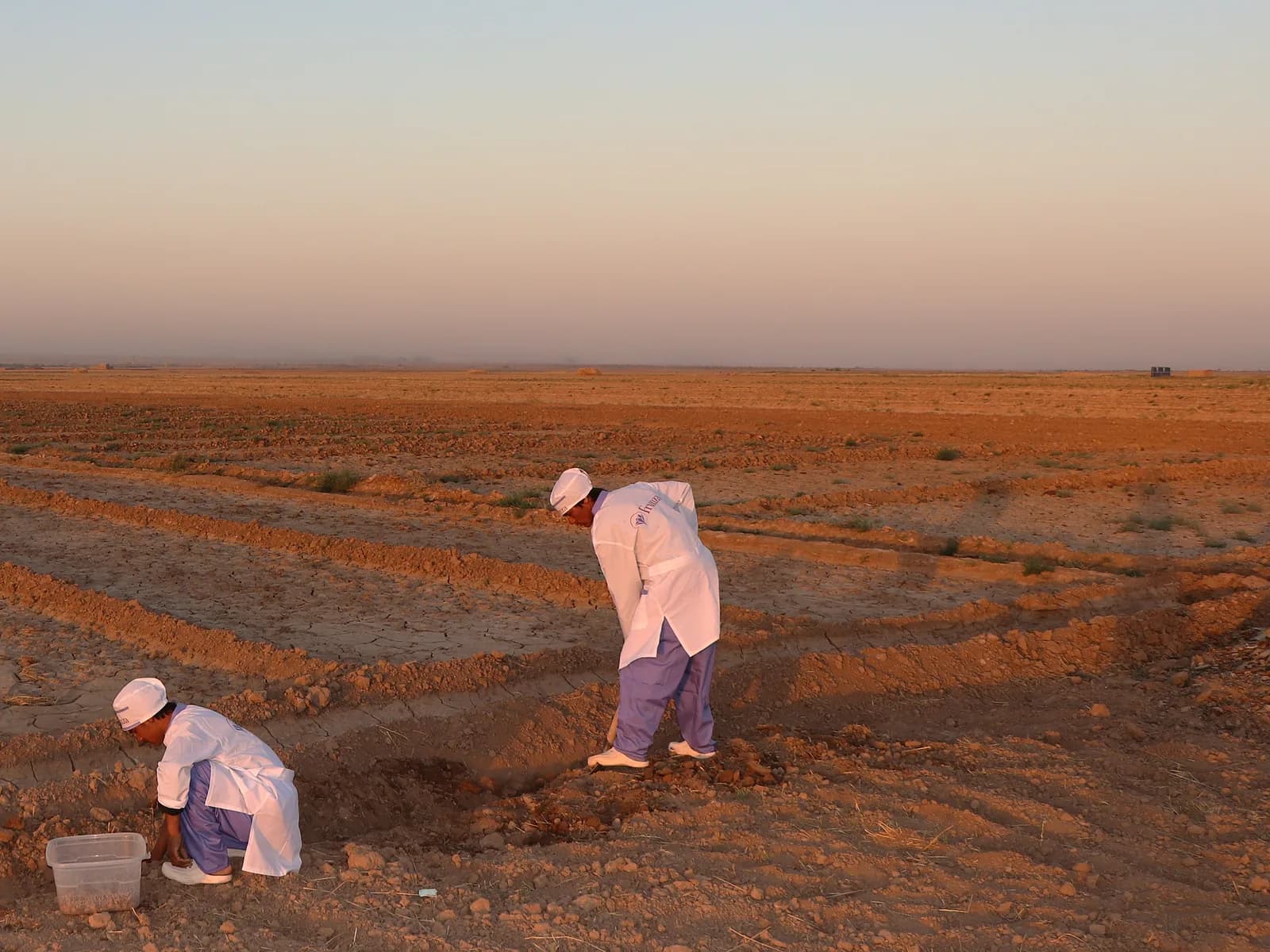 Two growers working the rows of a saffron field at dusk, the cultivation area running to the horizon