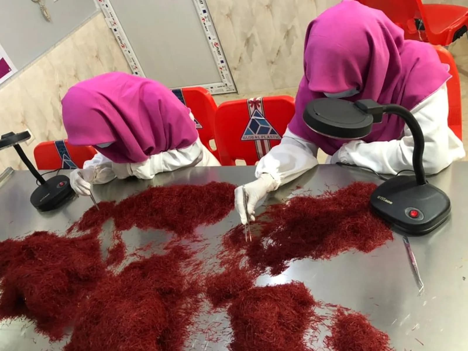 Members of the sorting team separating saffron threads by hand at a lit bench