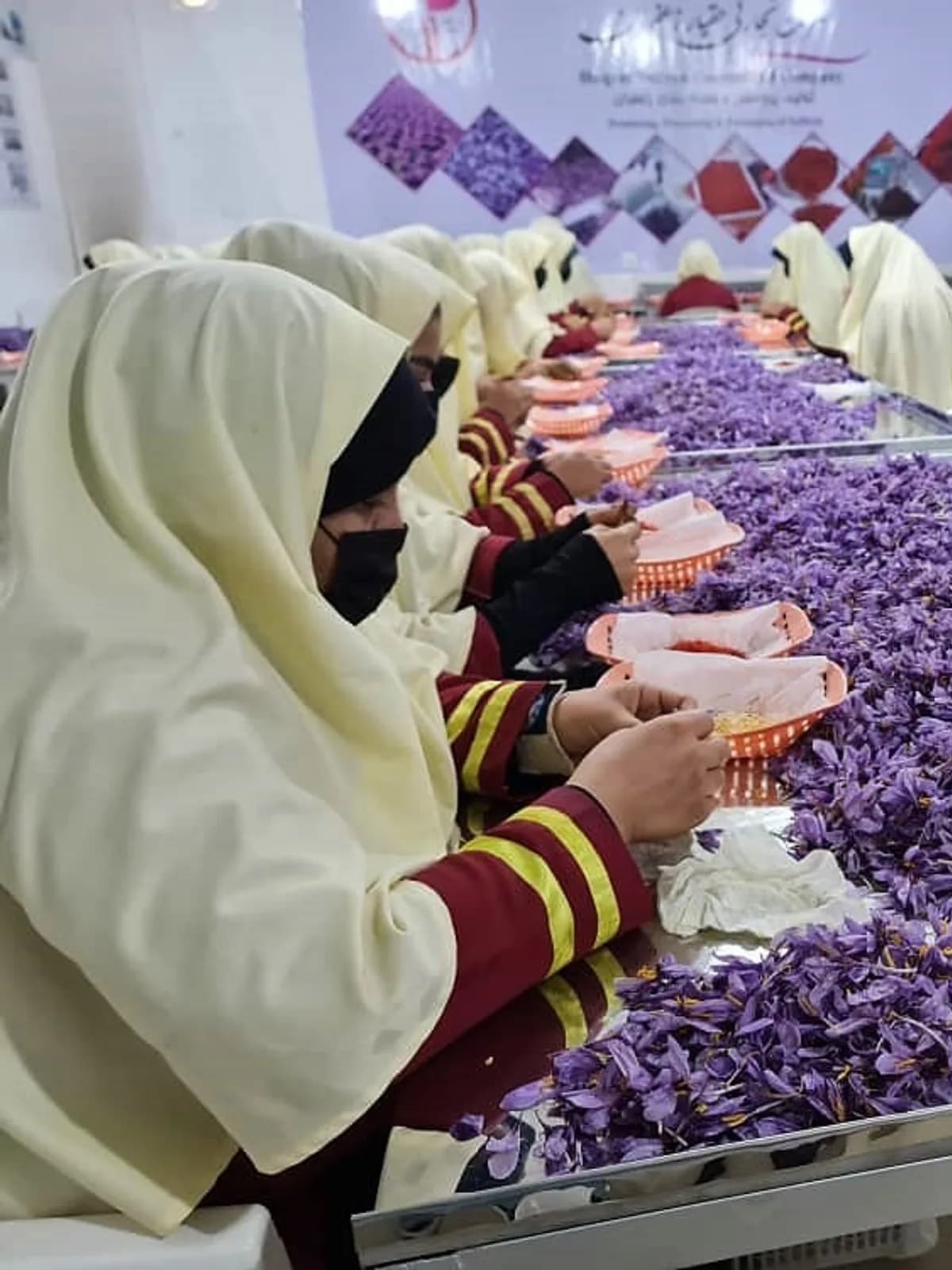 Four women harvesting saffron crocuses into baskets in a field in flower